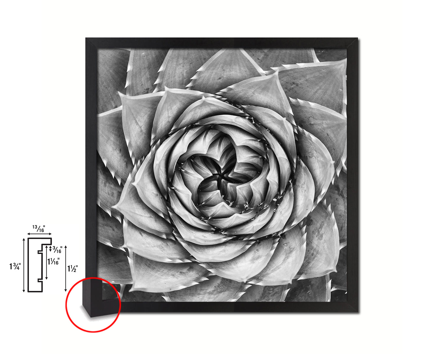 black and white succulent wall art Aloe Polyphylla Succulent Cactus Spiral Pattern Framed Wall Decor Art  Prints