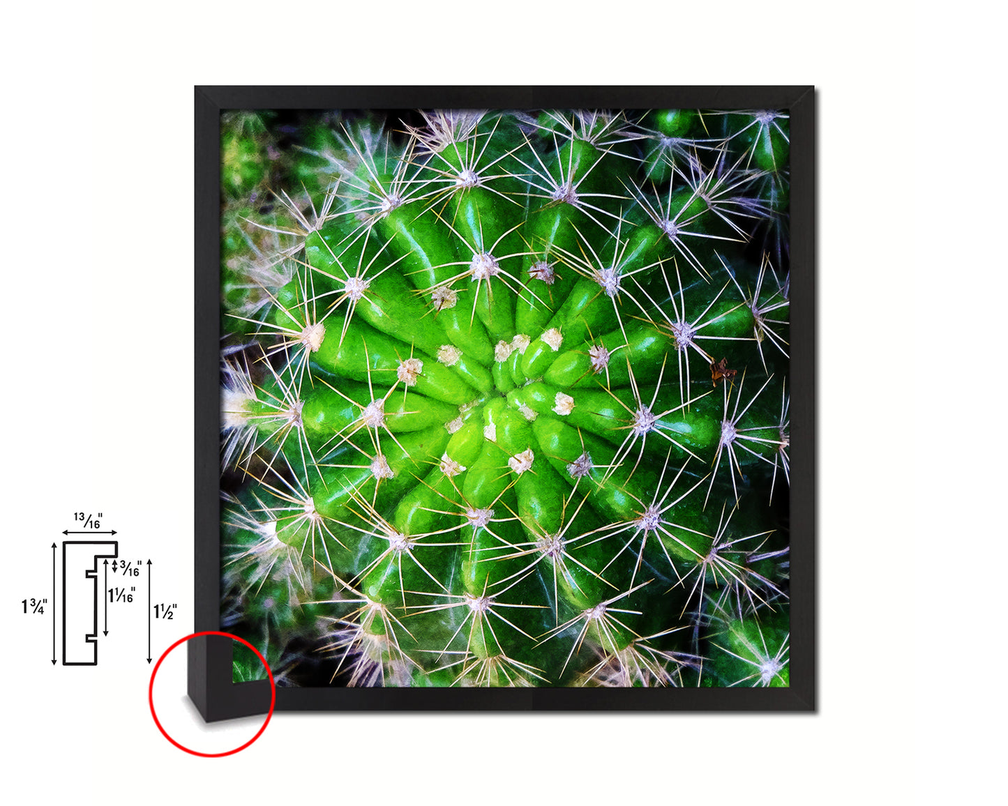 Barrel Cactus Evergreen Succulent Leaves Spiral Plant Wood Framed Print Decor Wall Art Gifts