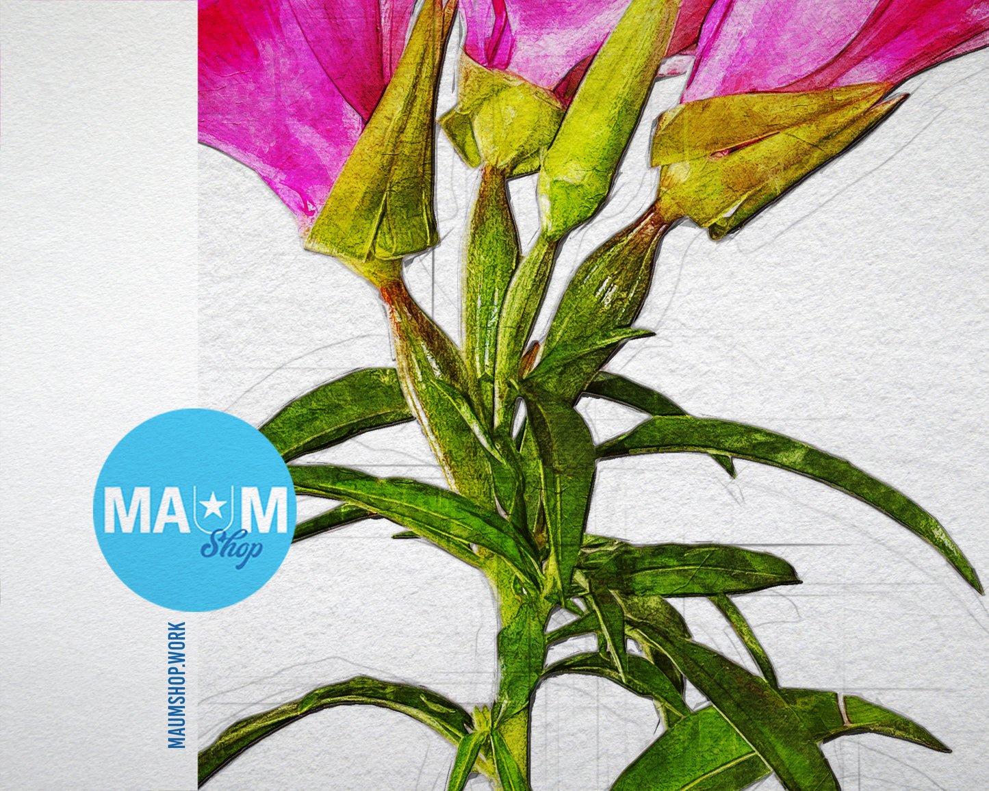 Godetia Sketch Plants Art Wood Framed Print Wall Decor Gifts