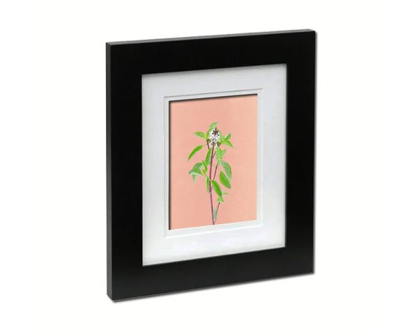 Basil Colorful Plants Art Wood Framed Print Wall Decor Gifts
