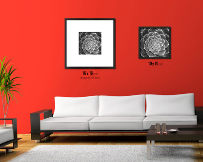 Cactus Plant Succulents B &W Leaves Spiral Plant Wood Framed Print Decor Wall Art Gifts