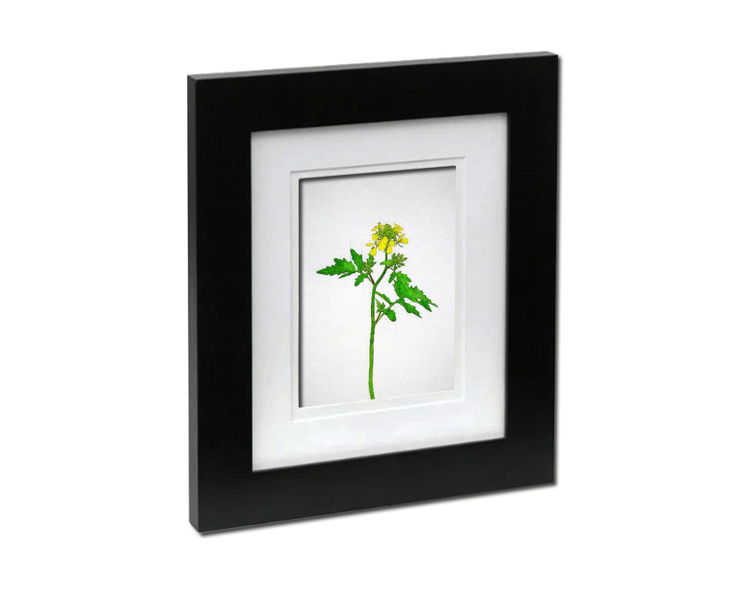 White Mustard Sketch Plants Art Wood Framed Print Wall Decor Gifts