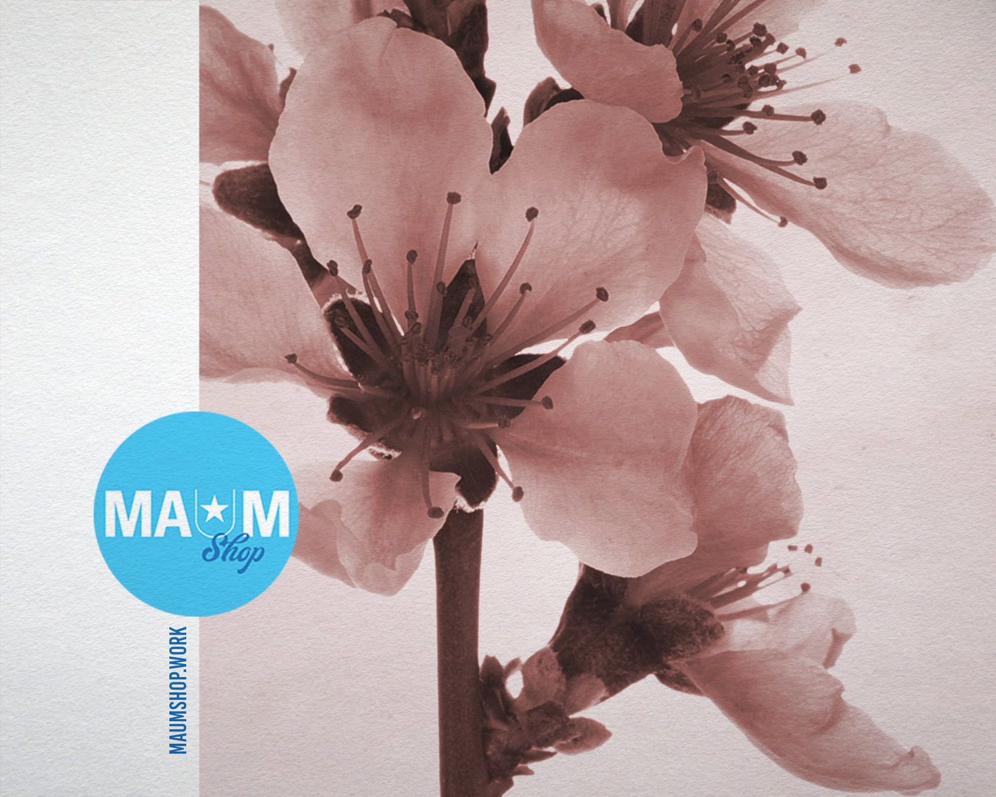 Flowering Cherry Sepia Plants Art Wood Framed Print Wall Decor Gifts