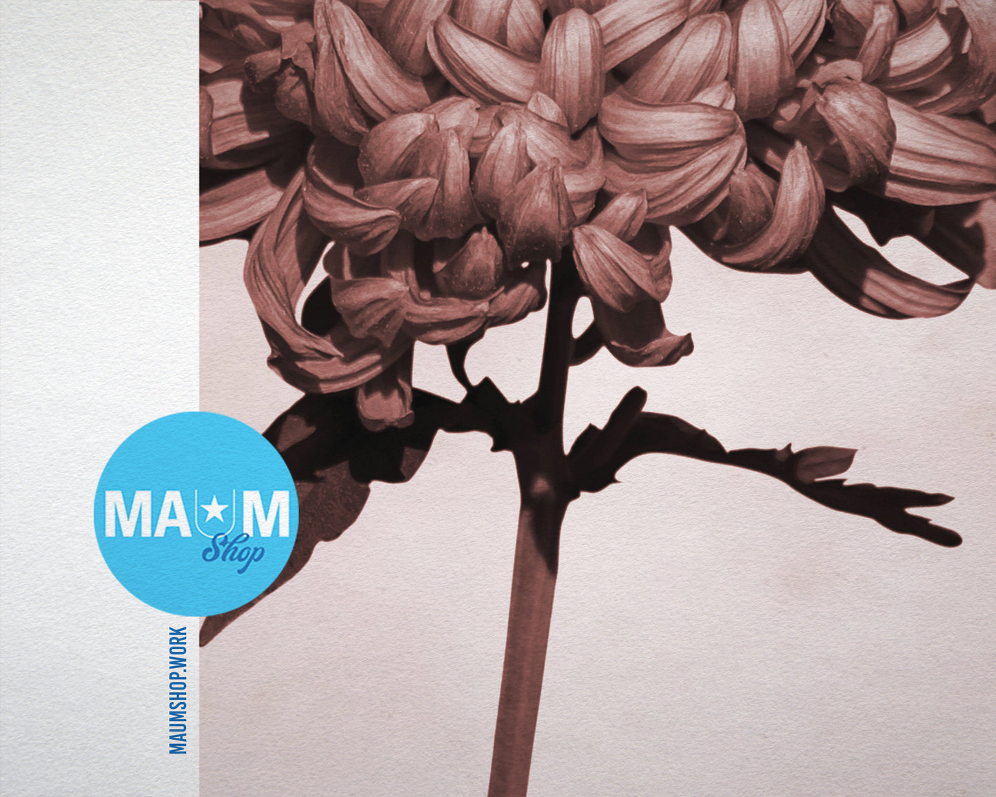 Pink Chrysanthemum Sepia Plants Art Wood Framed Print Wall Decor Gifts