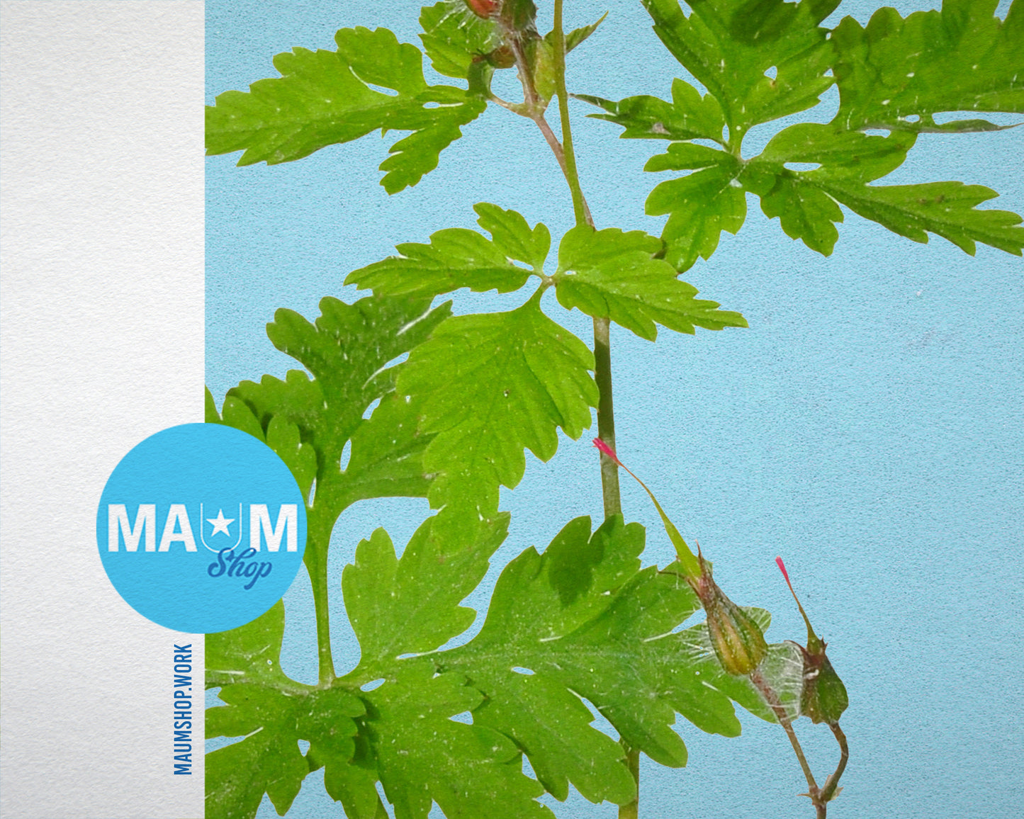 Geranium Robertianum Colorful Plants Art Wood Framed Print Wall Decor Gifts