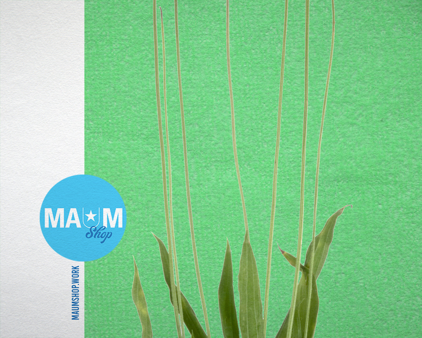 Plantain Plantago Colorful Plants Art Wood Framed Print Wall Decor Gifts