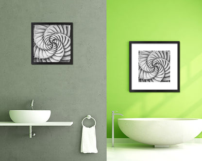 Aloe Succulent B &W Leaves Spiral Plant Wood Framed Print Decor Wall Art Gifts