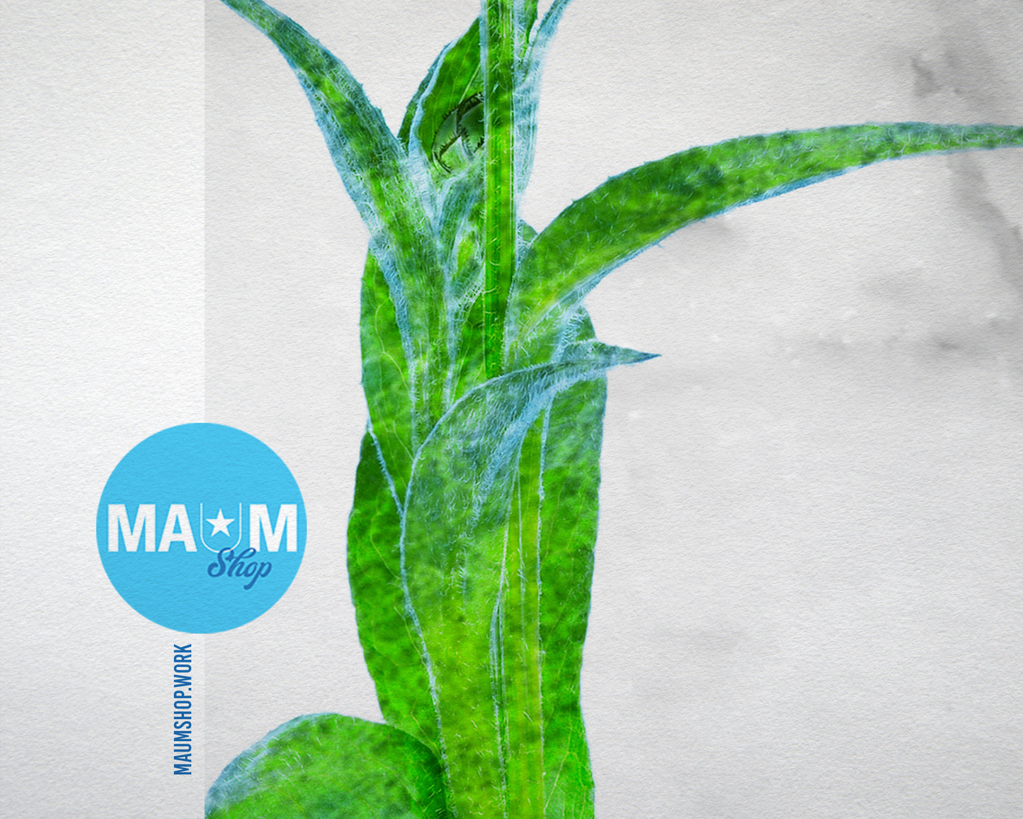 Cornflower Marble Texture Plants Art Wood Framed Print Wall Decor Gifts