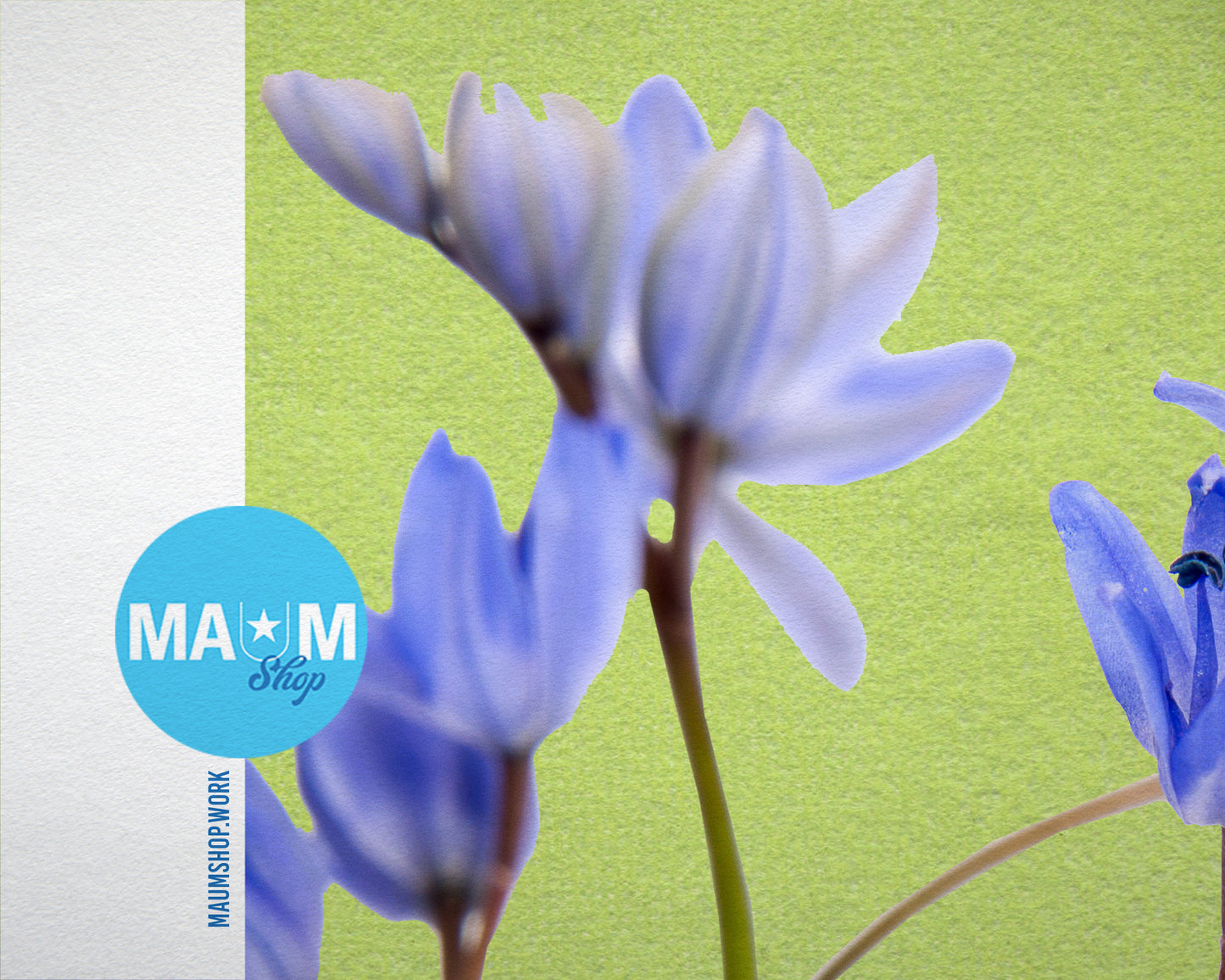 Blue Crocus Spring Colorful Plants Art Wood Framed Print Wall Decor Gifts