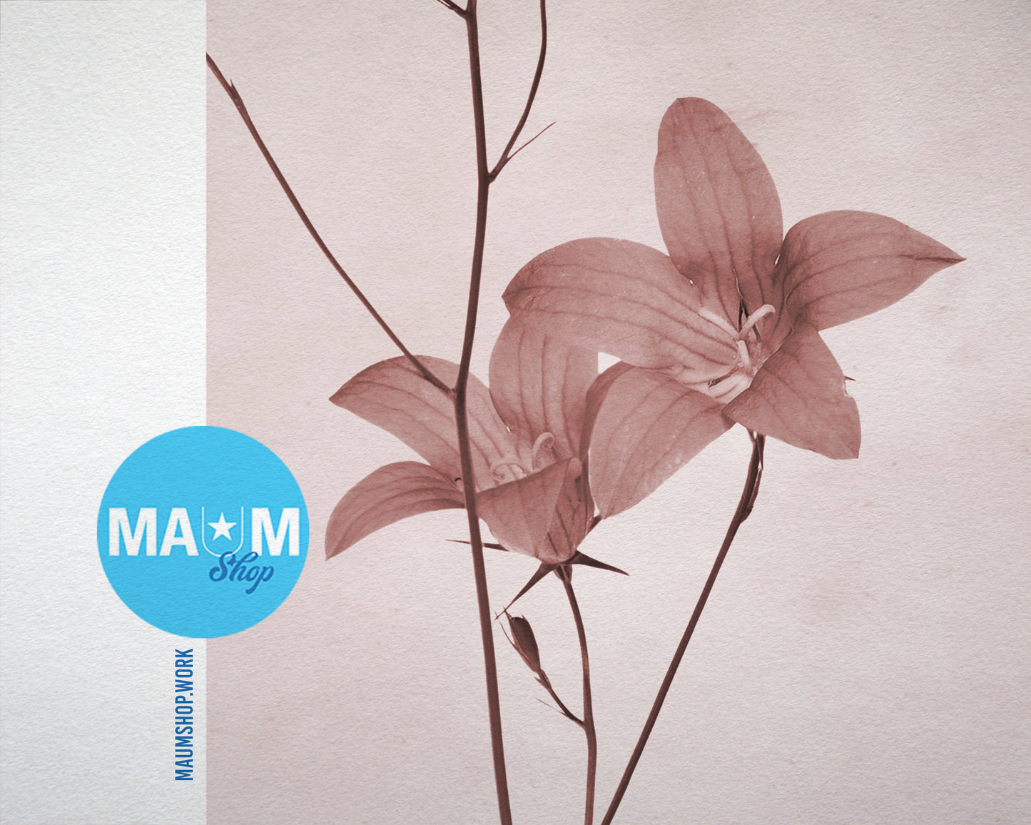 Campanula Sepia Plants Art Wood Framed Print Wall Decor Gifts