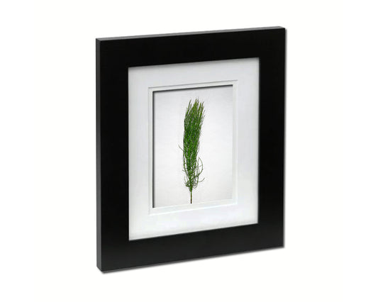 Horsetail Equisetum Sketch Plants Art Wood Framed Print Wall Decor Gifts