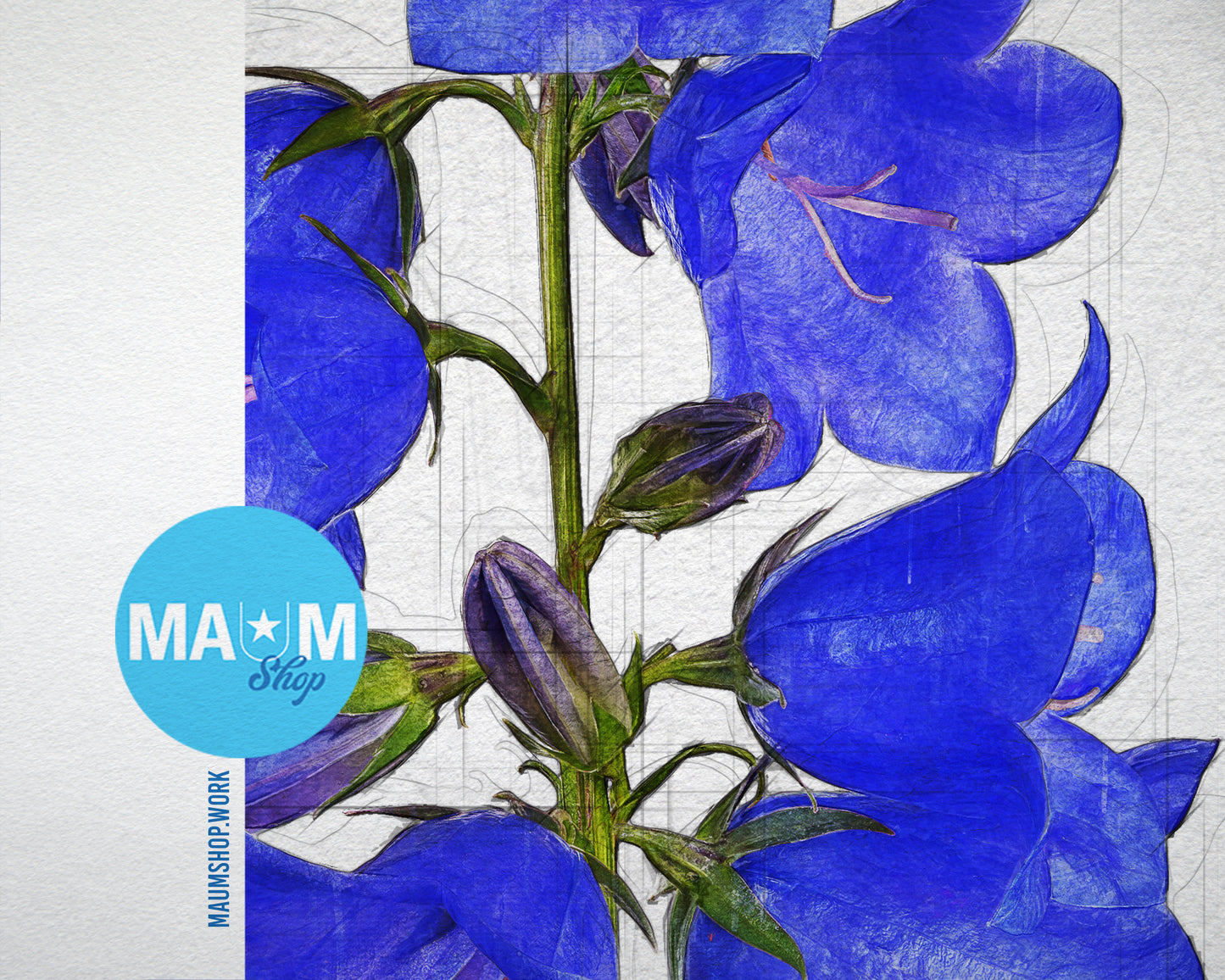 Bellflowers Sketch Plants Art Wood Framed Print Wall Decor Gifts