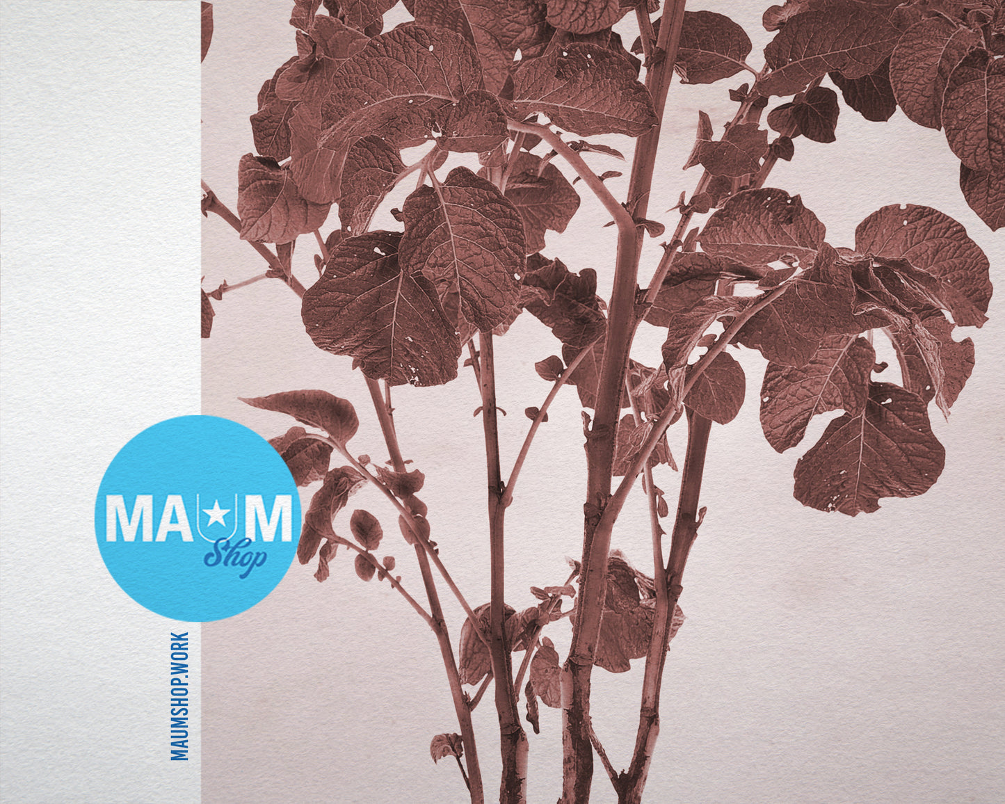 Potato with Tubers Sepia Plants Art Wood Framed Print Wall Decor Gifts