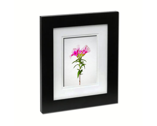 Godetia Sketch Plants Art Wood Framed Print Wall Decor Gifts