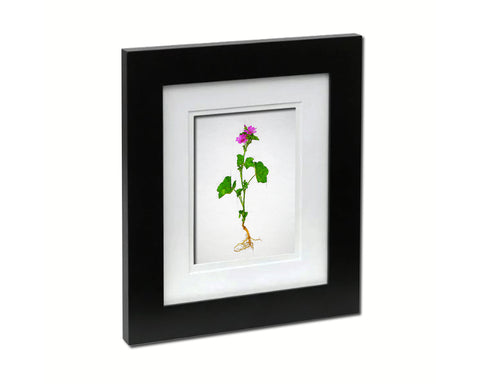 Malva Sylvestris Sketch Plants Art Wood Framed Print Wall Decor Gifts