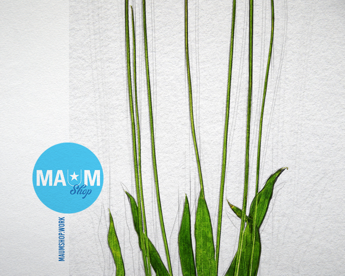 Plantain Plantago Sketch Plants Art Wood Framed Print Wall Decor Gifts