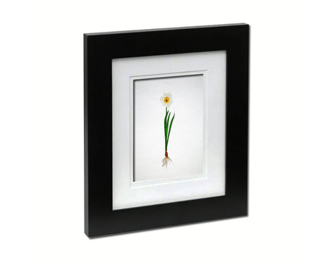 Narcissus Sketch Plants Art Wood Framed Print Wall Decor Gifts