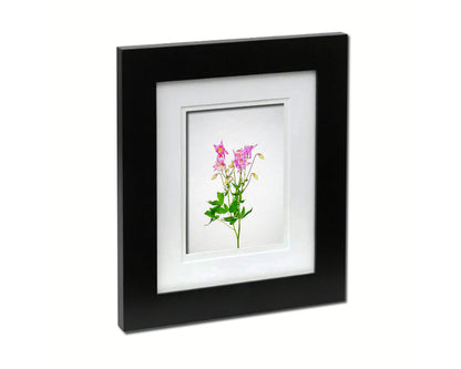 Aquilegia vulgaris Sketch Plants Art Wood Framed Print Wall Decor Gifts