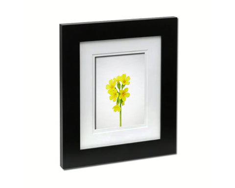 Paigle Primula Flowers Sketch Plants Art Wood Framed Print Wall Decor Gifts