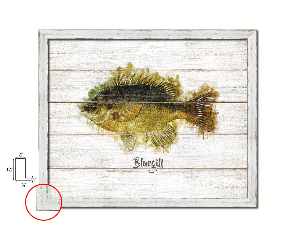Bluegill Fish Framed Prints Modern Restaurant Sushi Bar Watercolor Wall Art Decor