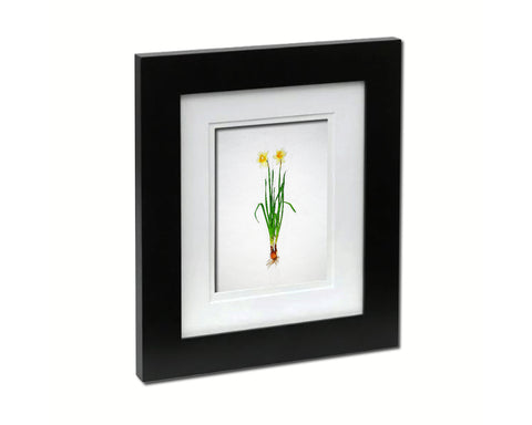 Narcissus Cheerfulness Sketch Plants Art Wood Framed Print Wall Decor Gifts