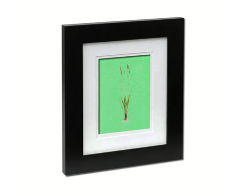 Plantain Plantago Colorful Plants Art Wood Framed Print Wall Decor Gifts