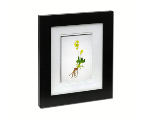 Paigle Primula Sketch Plants Art Wood Framed Print Wall Decor Gifts