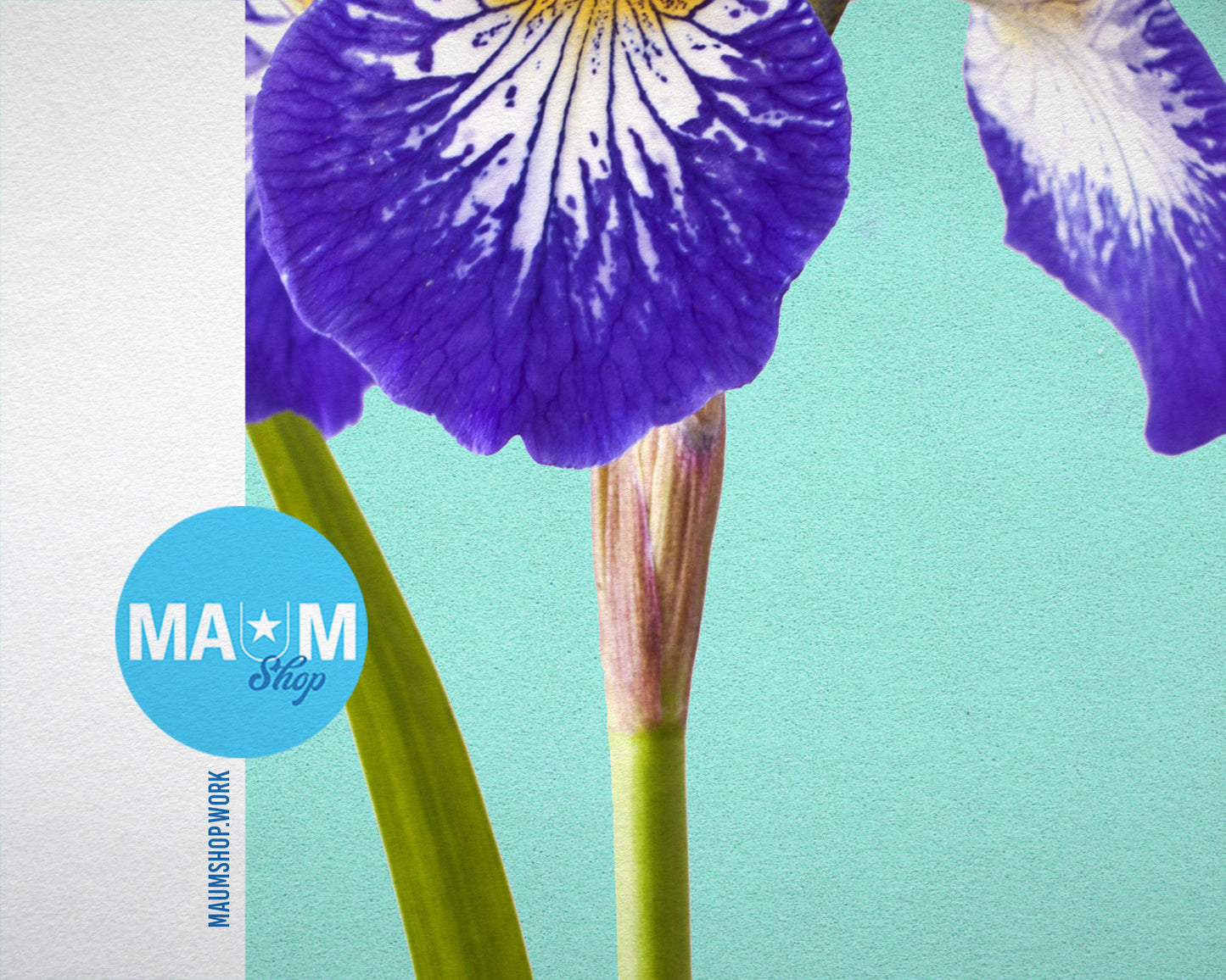 Iris Colorful Plants Art Wood Framed Print Wall Decor Gifts