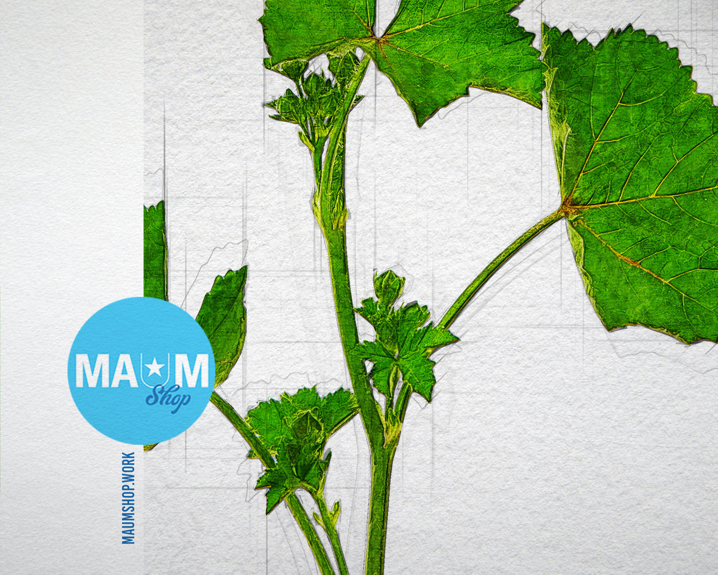 Malva Sylvestris Sketch Plants Art Wood Framed Print Wall Decor Gifts