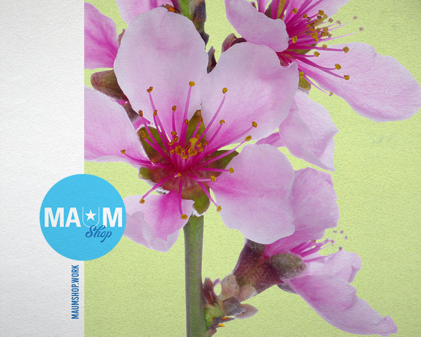 Flowering Cherry Colorful Plants Art Wood Framed Print Wall Decor Gifts