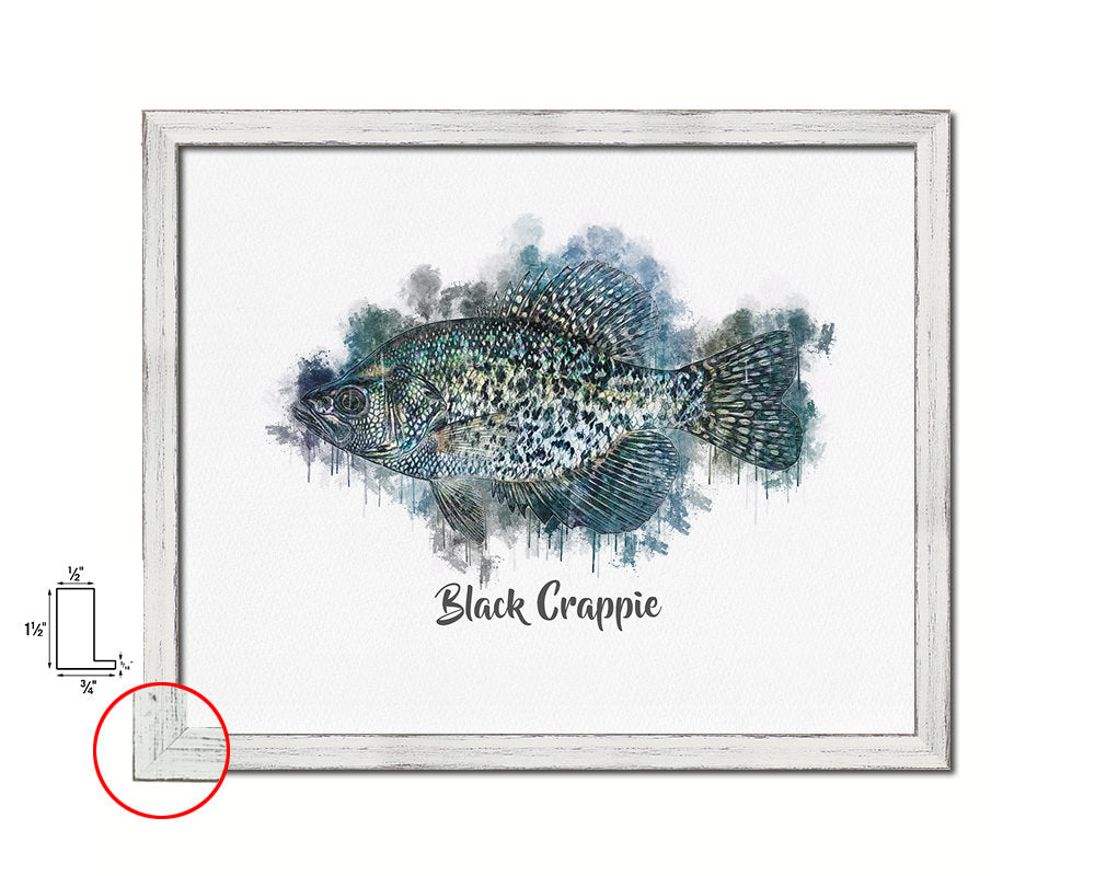 Black Crappie Fish Framed Prints Modern Restaurant Sushi Bar Watercolor Wall Art Decor