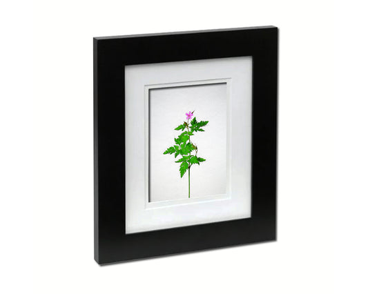 Geranium Robertianum Sketch Plants Art Wood Framed Print Wall Decor Gifts