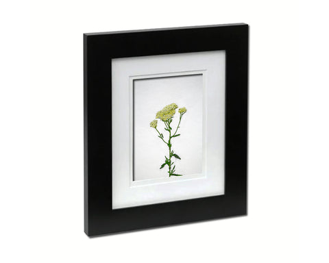 Achillea Millefolium Sketch Plants Art Wood Framed Print Wall Decor Gifts