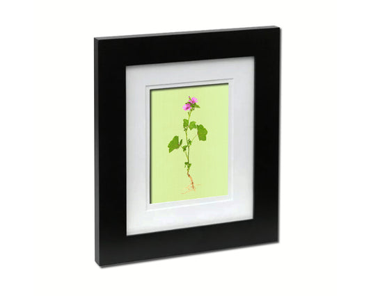 Malva Sylvestris Colorful Plants Art Wood Framed Print Wall Decor Gifts