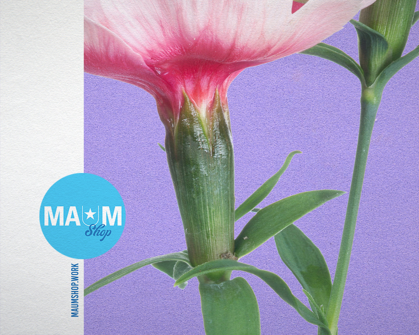 Carnation Colorful Plants Art Wood Framed Print Wall Decor Gifts