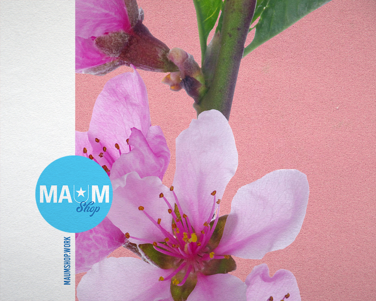 Cherry Blossoms Colorful Plants Art Wood Framed Print Wall Decor Gifts