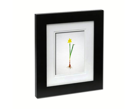 Narcissus Bulb Sketch Plants Art Wood Framed Print Wall Decor Gifts