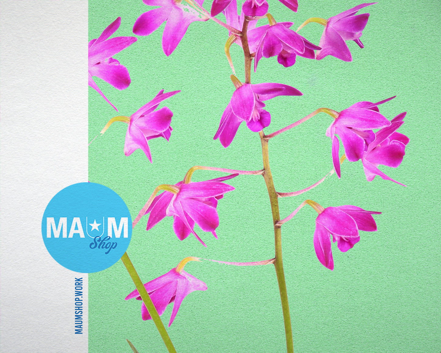 Dendrobium Orchid Colorful Plants Art Wood Framed Print Wall Decor Gifts