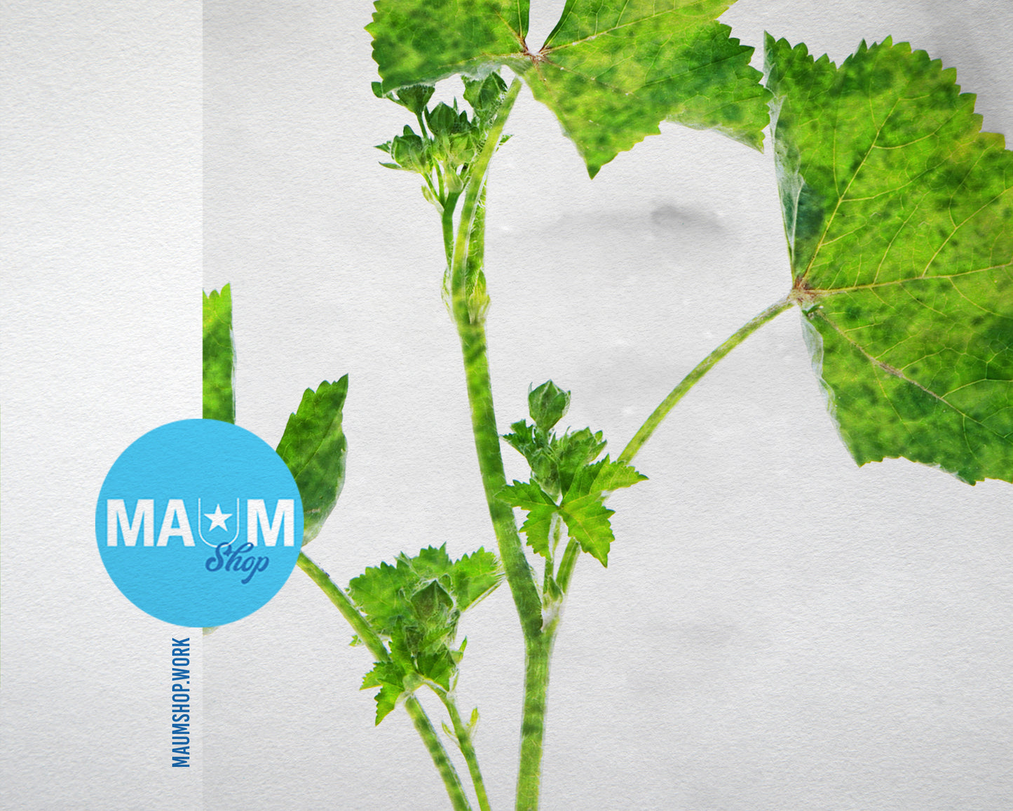 Malva Sylvestris Marble Texture Plants Art Wood Framed Print Wall Decor Gifts