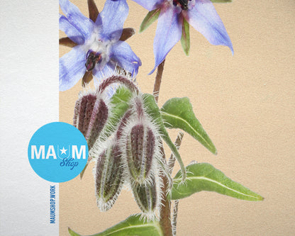 Borage Starflower Borago Officinalis Colorful Plants Art Wood Framed Print Wall Decor Gifts