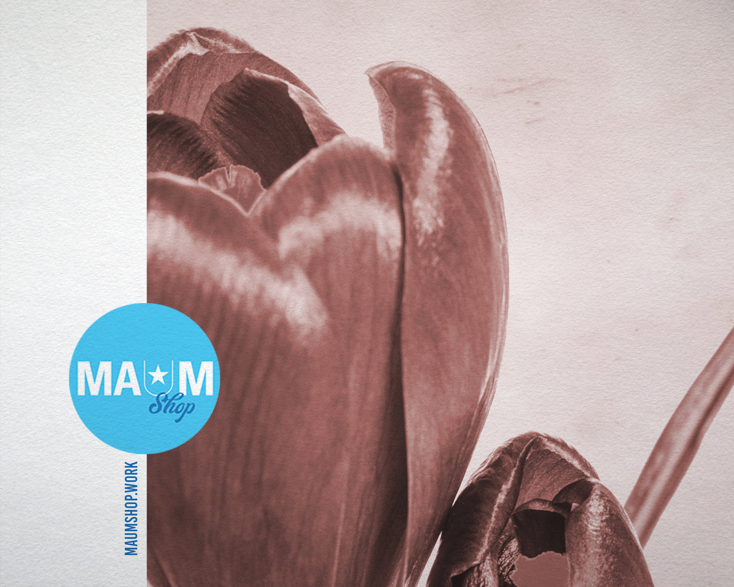 Purple Crocus Spring Sepia Plants Art Wood Framed Print Wall Decor Gifts