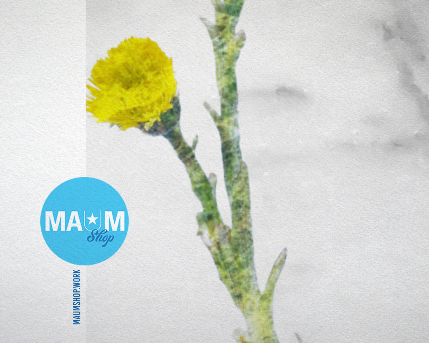 Coltsfoot Medical Tussilago Farfara Marble Texture Plants Art Wood Framed Print Wall Decor Gifts