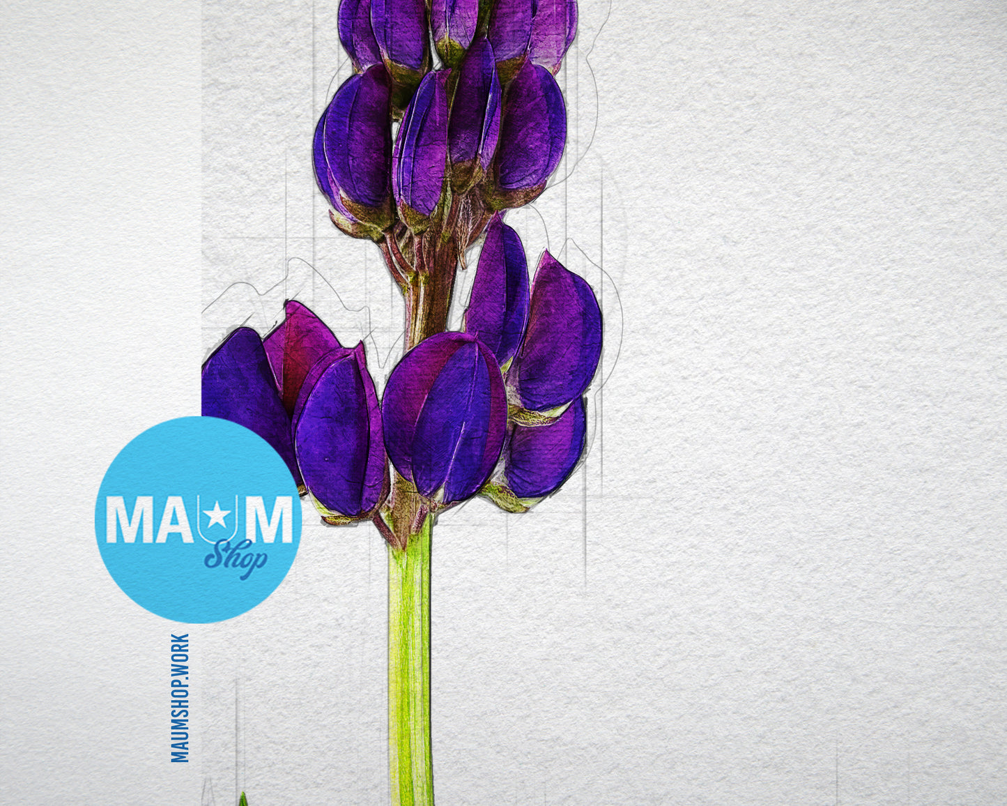 Lupin Sketch Plants Art Wood Framed Print Wall Decor Gifts