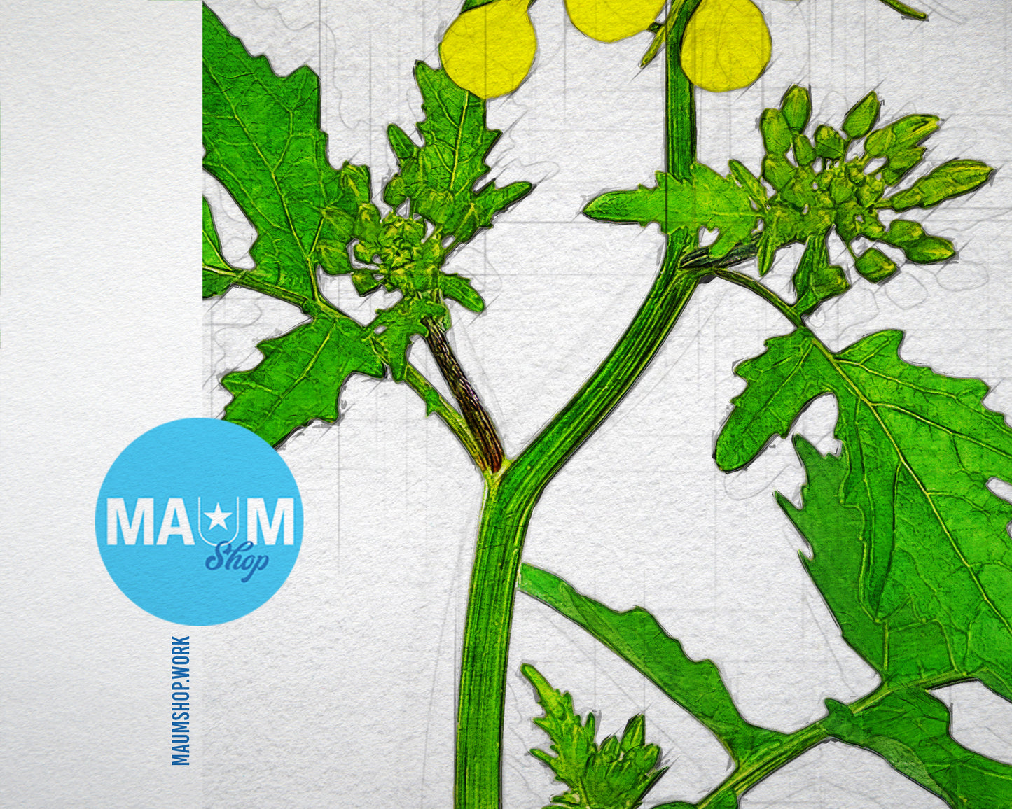 White Mustard Sketch Plants Art Wood Framed Print Wall Decor Gifts