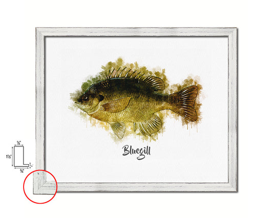 Bluegill Fish Framed Prints Modern Restaurant Sushi Bar Watercolor Wall Art Decor
