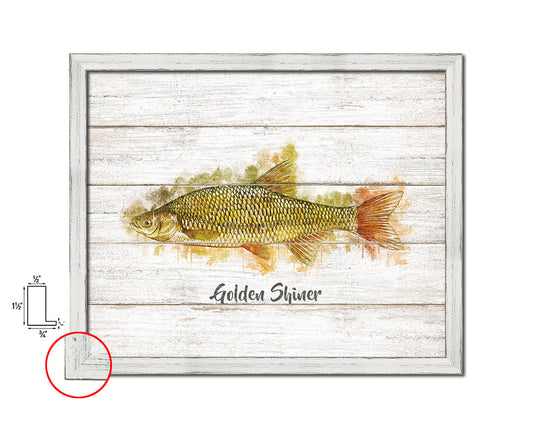 Golden Shiner Fish Framed Prints Modern Restaurant Sushi Bar Watercolor Wall Art Decor