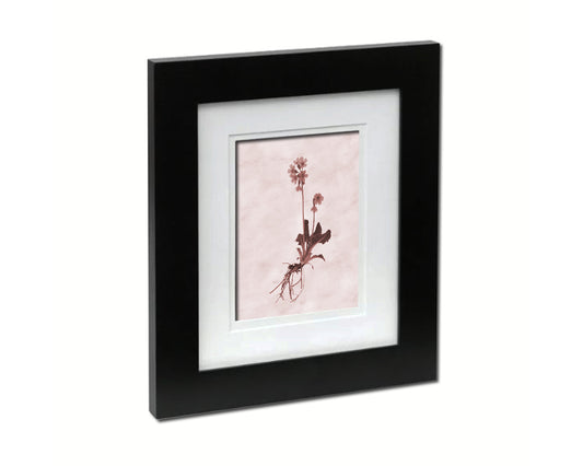 Paigle Primula Sepia Plants Art Wood Framed Print Wall Decor Gifts