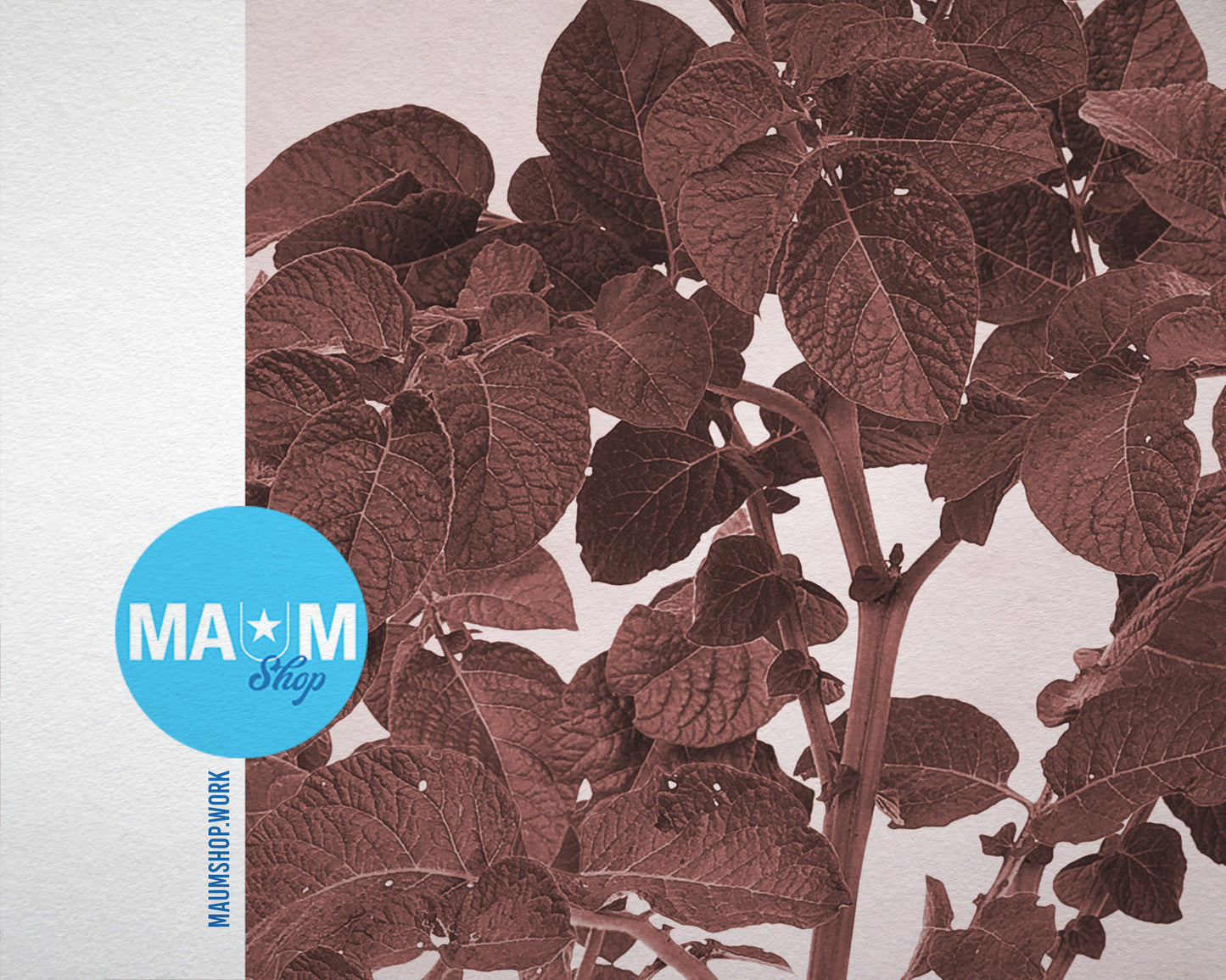 Potato Leaves Sepia Plants Art Wood Framed Print Wall Decor Gifts