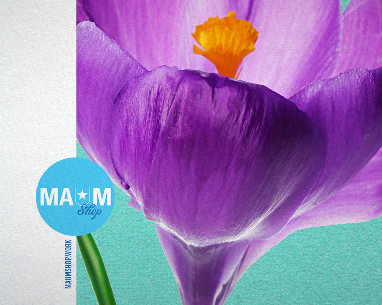 Crocus Colorful Plants Art Wood Framed Print Wall Decor Gifts