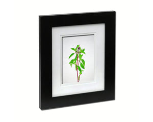 Basil Sketch Plants Art Wood Framed Print Wall Decor Gifts